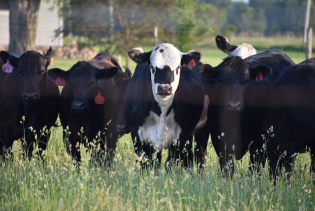 cow portrait.jpeg